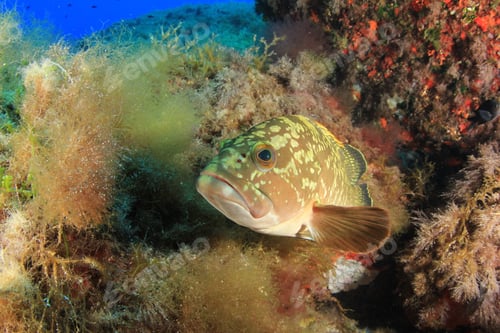 Preview: Dusky Grouper (Epinephelus Marginatus) Fish In Mediterranean Sea