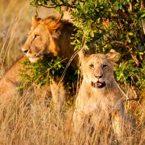 Preview: A Lion Cub On The Plains Of The Maasai Mara, Kenya, A Big Male In The Background