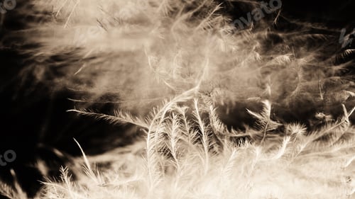 Preview: Guinea Hen Feather With Light Grey Background