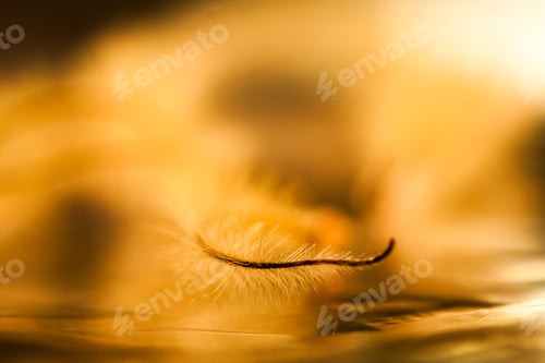 Preview: Abstract Composition With Dried Clematis Seeds And Light