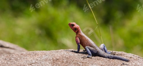 Preview: Red-Headed Rock Agama, Maasai Mara National Park, Kenya