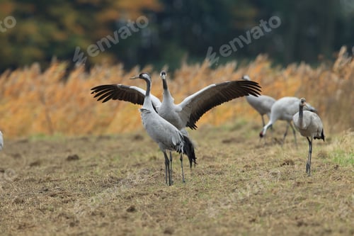 Preview: Common Cranes Grus Grus In The Field Mecklenburg ,Germany