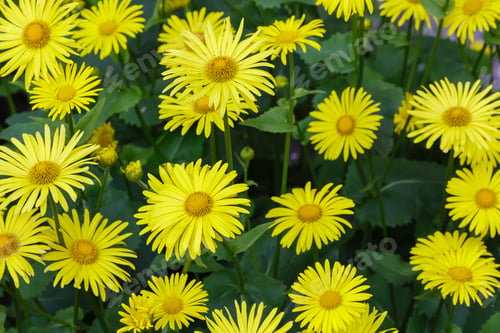 Preview: Floral Background With Yellow Daisys. Yellow Daisy Flowers In Natural Background. Doronicum