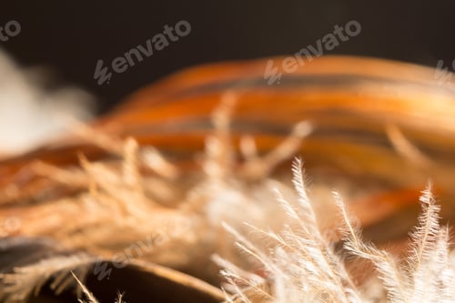 Preview: Colorful Rooster Feather With Details And Reflections