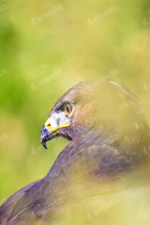 Preview: Bird Of Prey. Buzzard Portrait. Green Nature Background. Bird: Long Legged Buzzard. Buteo Rufinus.
