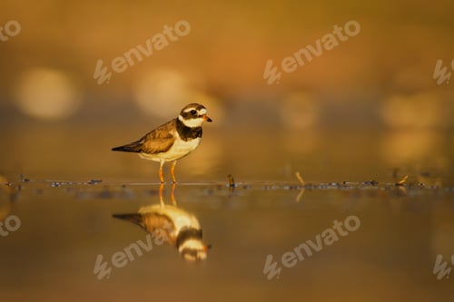 Preview: Cute Little Water Bird Plover. Water Nature Background. Bird: Little Ringed Plover. Charadrius