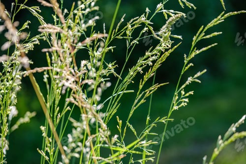 Preview: Green Grass In Meadow Pasture With Blur Effect. Macro Nature Textured Abstract Background