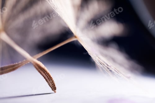 Preview: Macro, Abstract Composition With Colorful Water Drops On Dandelion Seeds