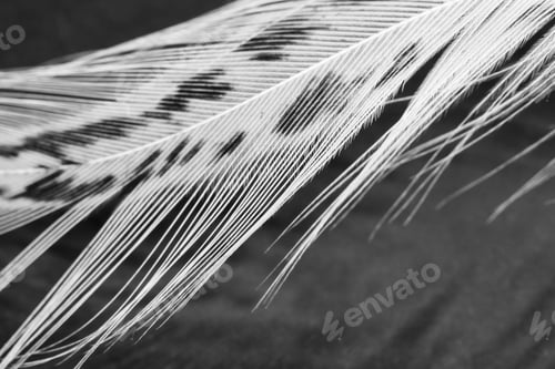 Preview: Guinea Hen Feather With Dark Background