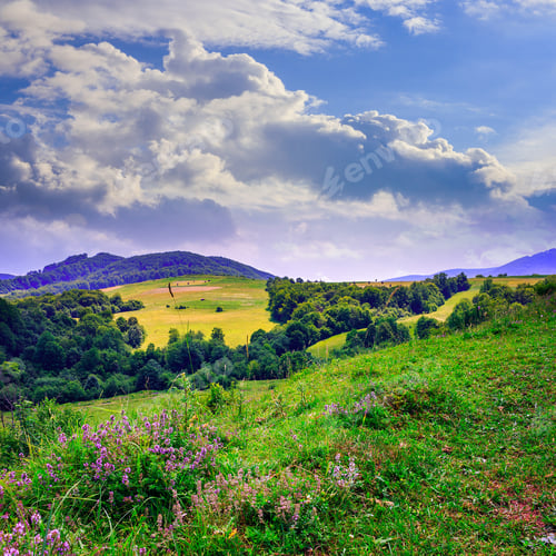 Preview: Coniferous Forest On A Steep Of High Mountain Slope