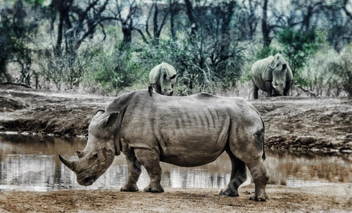 Preview: Vanishing Africa: Vintage Style Image Of A White Rhinoceros In Hlane National Park, Swaziland