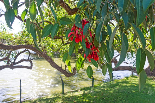Preview: Tree With Red Flowers On A Pond