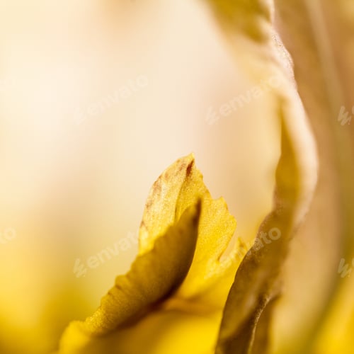 Preview: Beautiful Iris Flower With Details