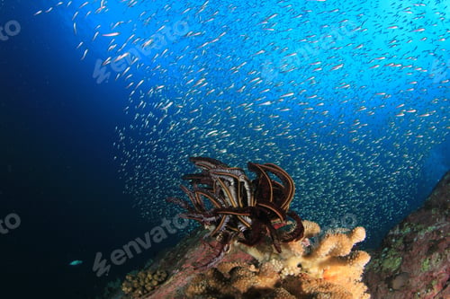 Preview: Coral Reef Fish Underwater