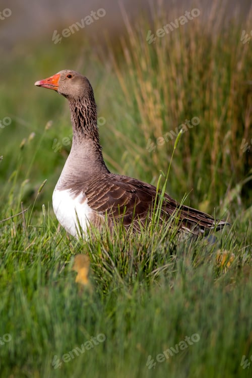 Preview: Goose Family. Green Nature Habitat Background. Birds: Greylag Goose. Anser Anser.