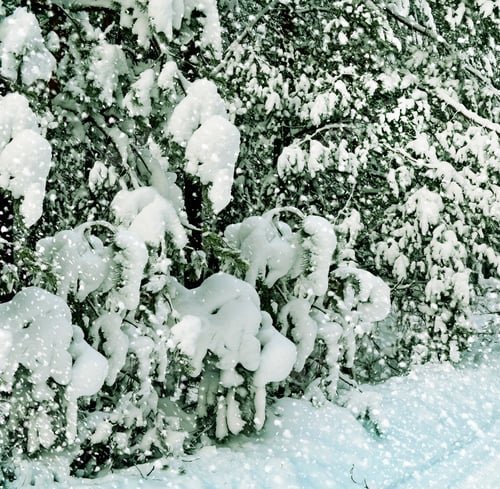Preview: Photos Of The Winter Woods. The Road In The Forest.