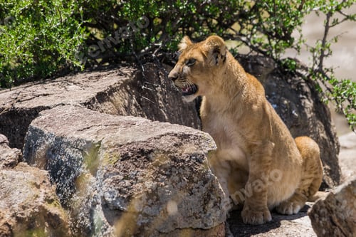 Preview: Lion Cub In The Maasai Mara National Park, Kenya