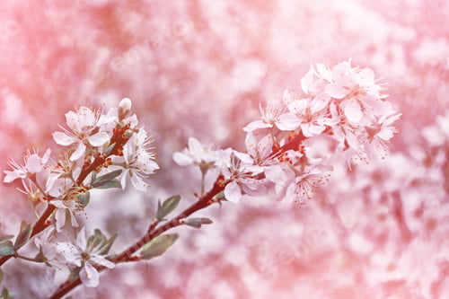 Preview: Blossoming Branch Apple. Bright Colorful Spring Flowers