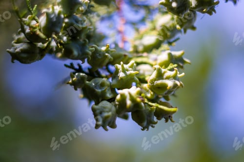 Preview: Incense Cedar Tree Calocedrus Decurrens Branch Close Up.