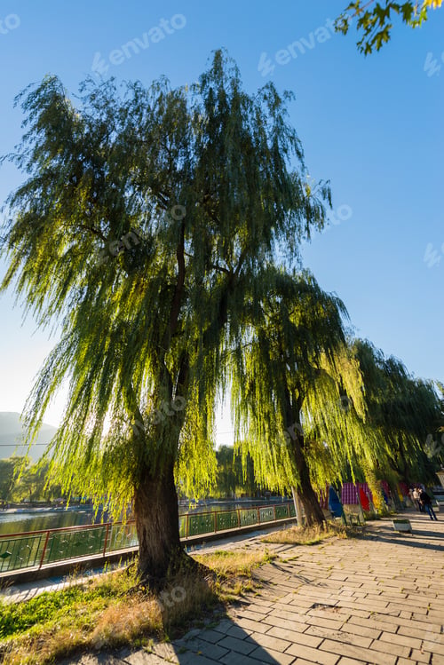 Preview: Willow Trees From Above, Armenia