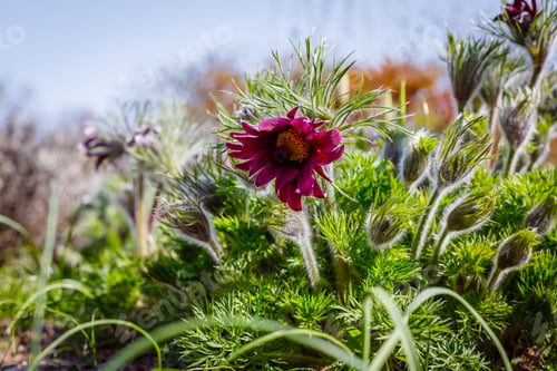 Preview: Pulsatilla Vulgaris In Spring Garden