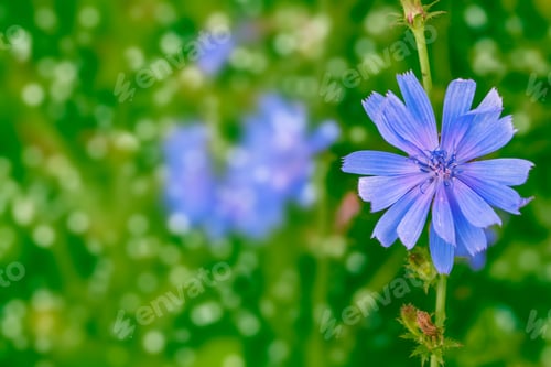 Preview: Bright Flowers Of Chicory On The Background Of The Summer Landscape.