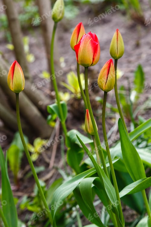 Preview: Red And Yellow Tulip In Springtime. Gardening, Landscape Design, Gardening With Bulbous Plants.