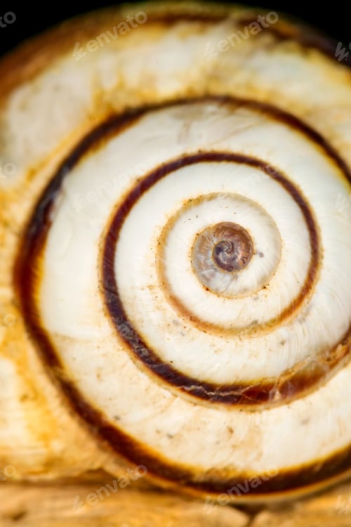 Preview: Snail Shell. Natural Colors And Background.