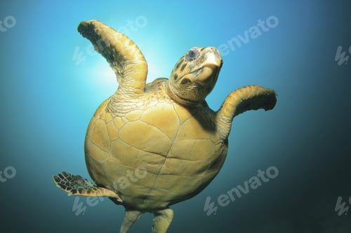 Preview: Hawksbill Sea Turtle Up Close With Sun Behind It
