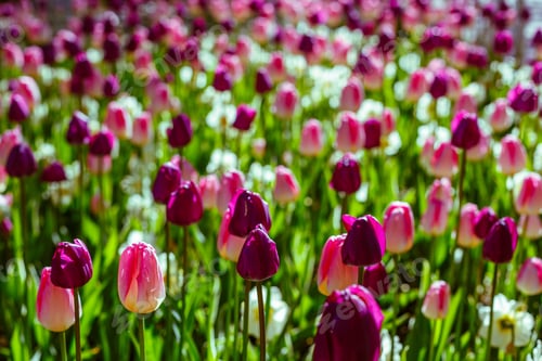 Preview: Beautiful Colorful Tulips In The Garden Or Park On A Sunny Day. The Natural Background.