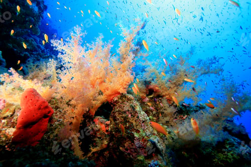 Preview: Colorful Soft Corals