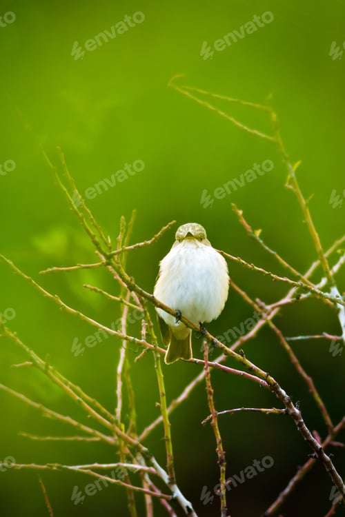 Preview: Forest And Bird. Green Forest Background. Spotted Flycatcher