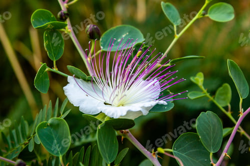 Preview: Close Up On Flowers Of Caper Shrub (Capparis Spinosa). Purple And White Flowers Of Caperous Spiny