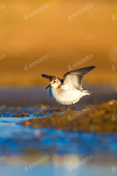 Preview: Cute Little Water Bird. Brown Nature Background. Bird: Little Stint / Calidris Minuta