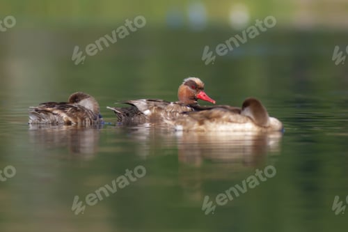 Preview: Swimming Red Crested Pochard. Green Water Background.
