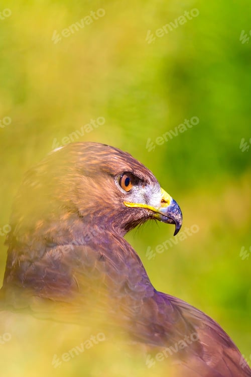 Preview: Bird Of Prey. Portrait Of Buzzard. Green Nature Background.
