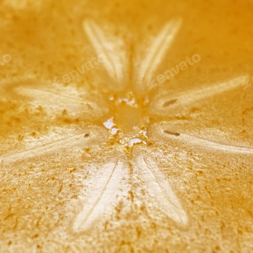 Preview: Persimmon Slice - Texture