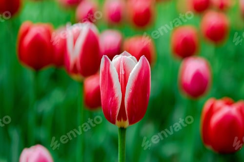 Preview: Tulips Are Red, Sort Candy Apple Delight. Bulbous Plants In The Garden.