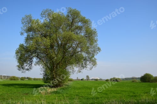 Preview: Landscape Near Lake Steinhude/Lower Saxony In Spring