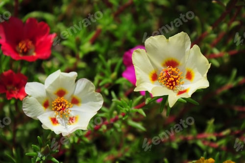 Preview: Portulaca Grandiflora (Moss Rose) Blooming In The Garden