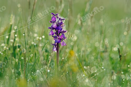 Preview: A Green-Winged Orchid, Anacamptis Morio, Purple Type, With Dew Drops And Covered With Cobwebs