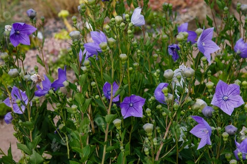 Preview: Flowers Blue Bell, Bellflower, Сampanula, Close-Up. Flowering Blue Platycodon In The Garden.