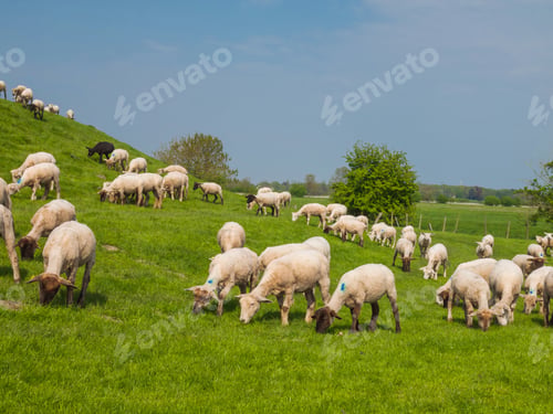 Preview: Sheeps On A Dike Of The Elbe River In Hetlingen, Haseldorfer Marsch, Schleswig Holstein, Germany