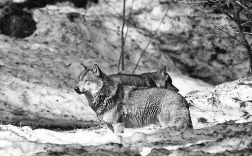 Preview: Wolves In The Bavarian Forest National Park, Bavaria, Germany