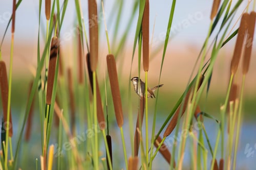 Preview: Nature And Bird. Green Red Nature Background. Moustached Warbler.