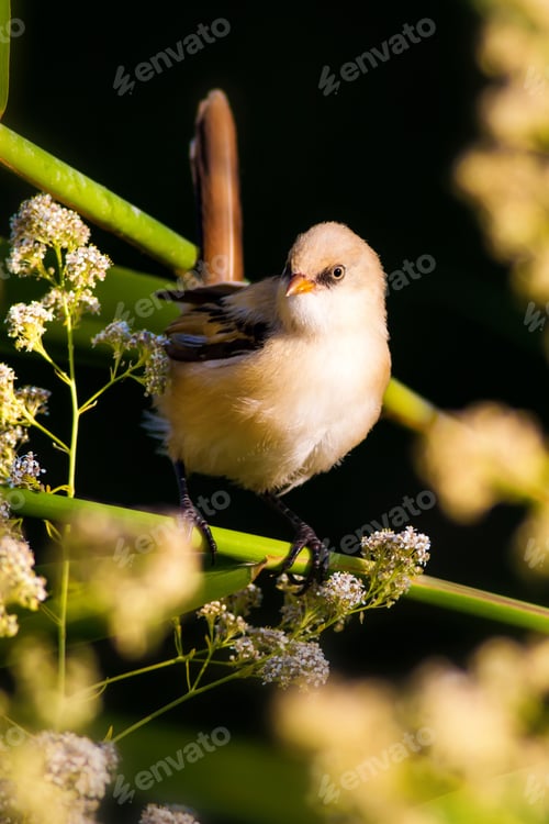 Preview: Cute Birds. Black Nature Background. Bearded Reedling / Panurus Biarmicus