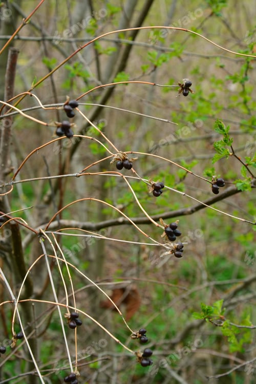 Preview: Twigs With Berries On Bokeh Background