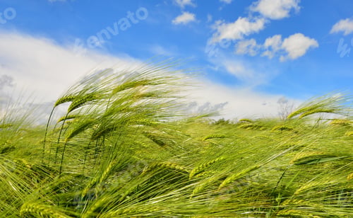 Preview: Immature Green Grain. Field Of Grain. Growing Of Agricultural Crops.