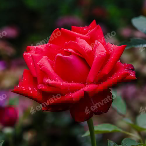 Preview: One Beautiful Rose Flower In The Garden On A Natural Background