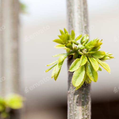 Preview: Locust Tree Branch With Thorns And Small Leaves